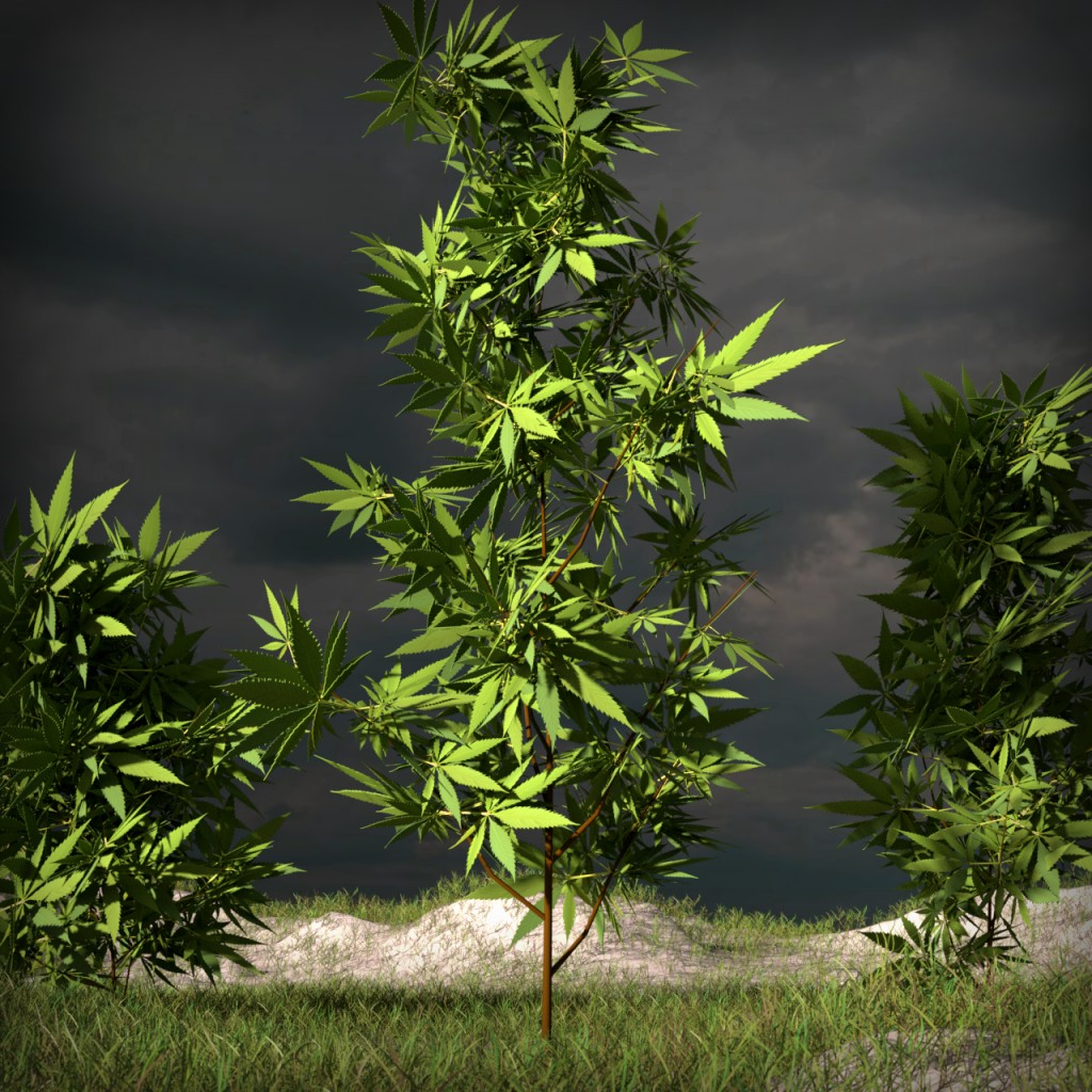 Hemp, Weed, Cannabis Sativa preview image 1